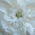 Fehér - Történelmi - centifolia rózsa - Madame Hardy